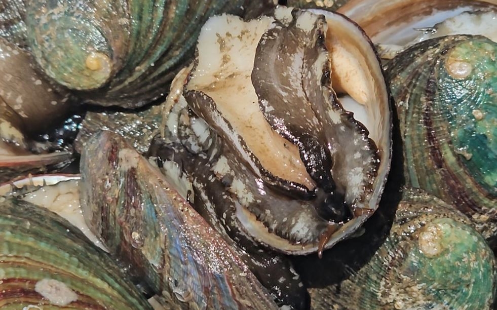 新北貢寮投入海膽養殖提高收益　產量供不應求