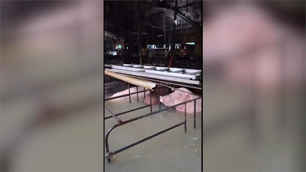 大豪雨狂炸嘉義新港！豬仔慘泡水中　豬農憂血本無歸