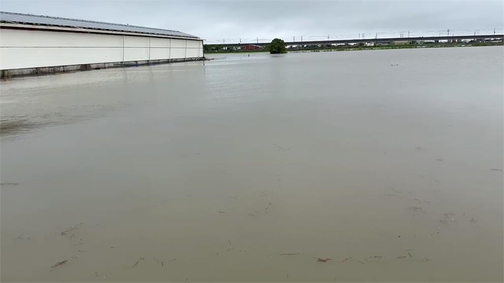 大豪雨狂炸嘉義新港！豬仔慘泡水中　豬農憂血本無歸