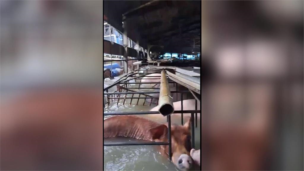 大雨灌進豬舍水深2米　嘉義逾3千隻豬「逃不出來」淹死