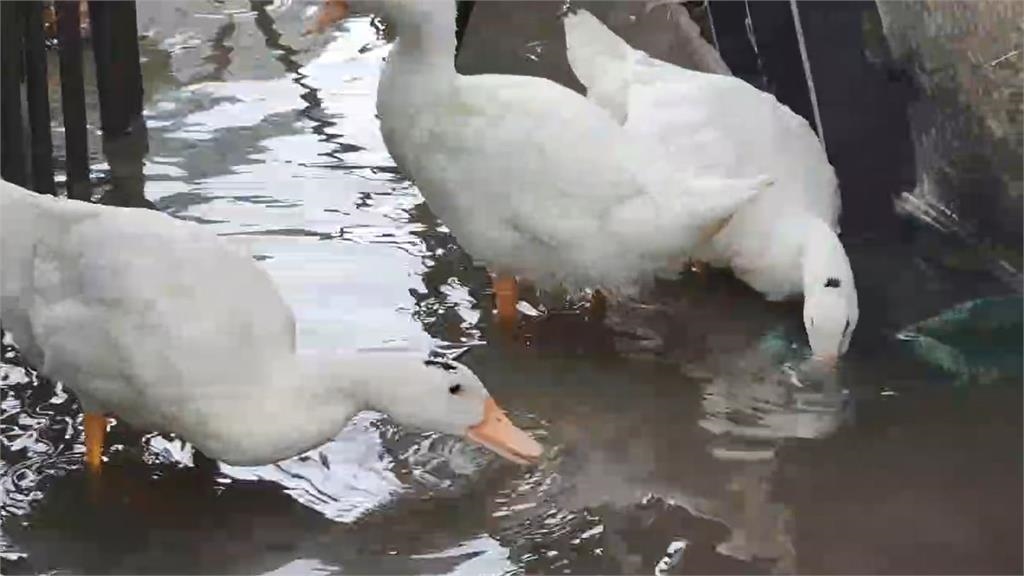 快新聞/雲嘉南淹水!蕃薯村鴨子幾乎「食嘸飼料」 無奈漫步畫面曝