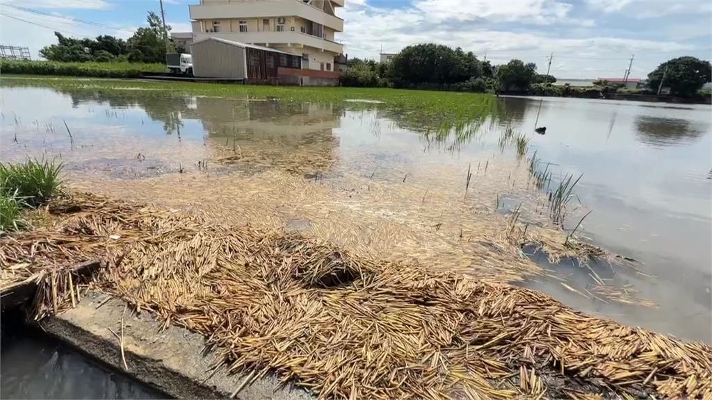 台中整夜暴雨海線嚴重積淹水　稻田慘泡水農民痛罵治水無方