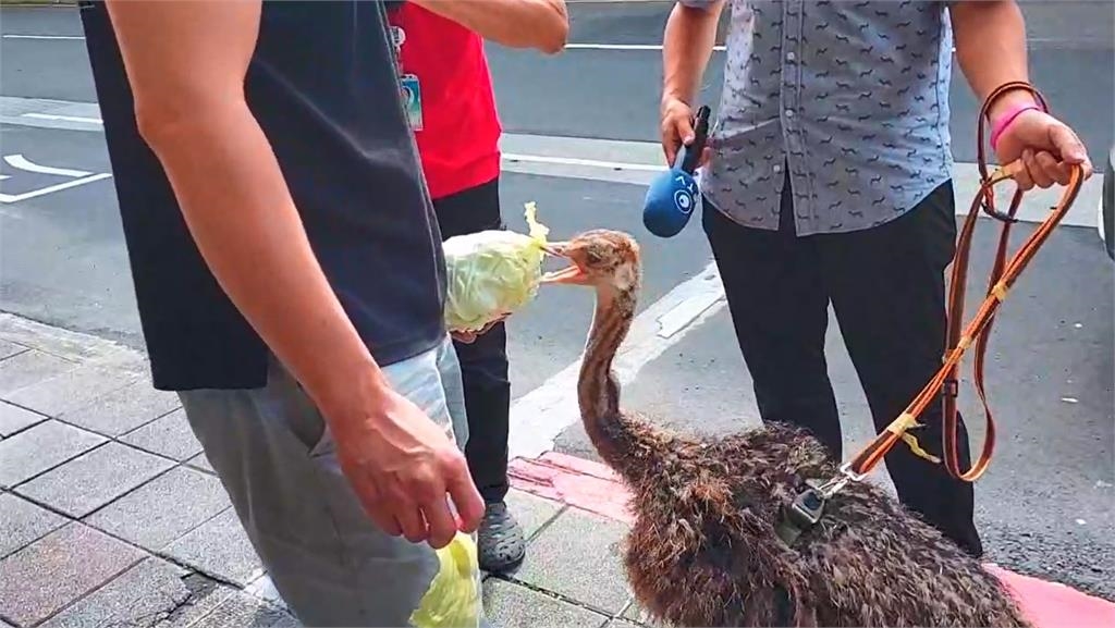 快新聞／呆萌爆擊！信義區街頭有鴕鳥　大啖高麗菜超Q畫面曝