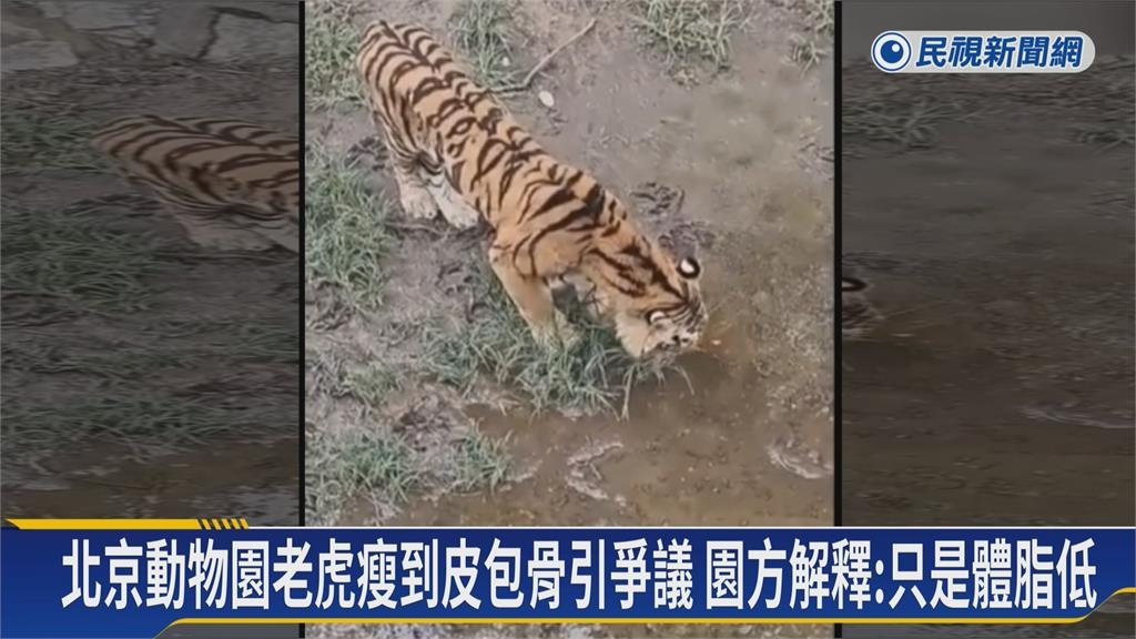 全球老虎日! 北京老虎瘦成皮包骨 東北5胞胎虎寶寶