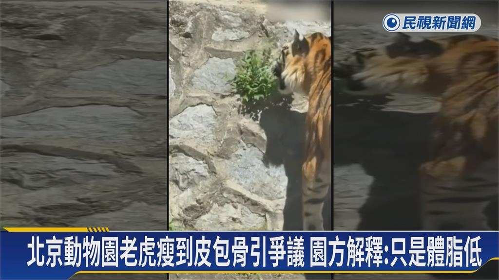 全球老虎日! 北京老虎瘦成皮包骨 東北5胞胎虎寶寶