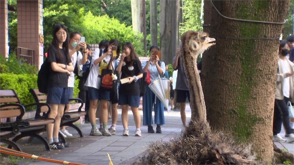 台北東區街頭竟有小鴕鳥　　「奔奔」散步跑得比人還快