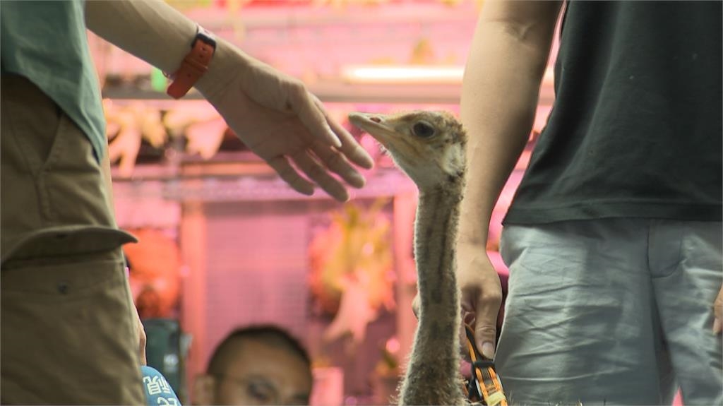 台北東區街頭竟有小鴕鳥　　「奔奔」散步跑得比人還快