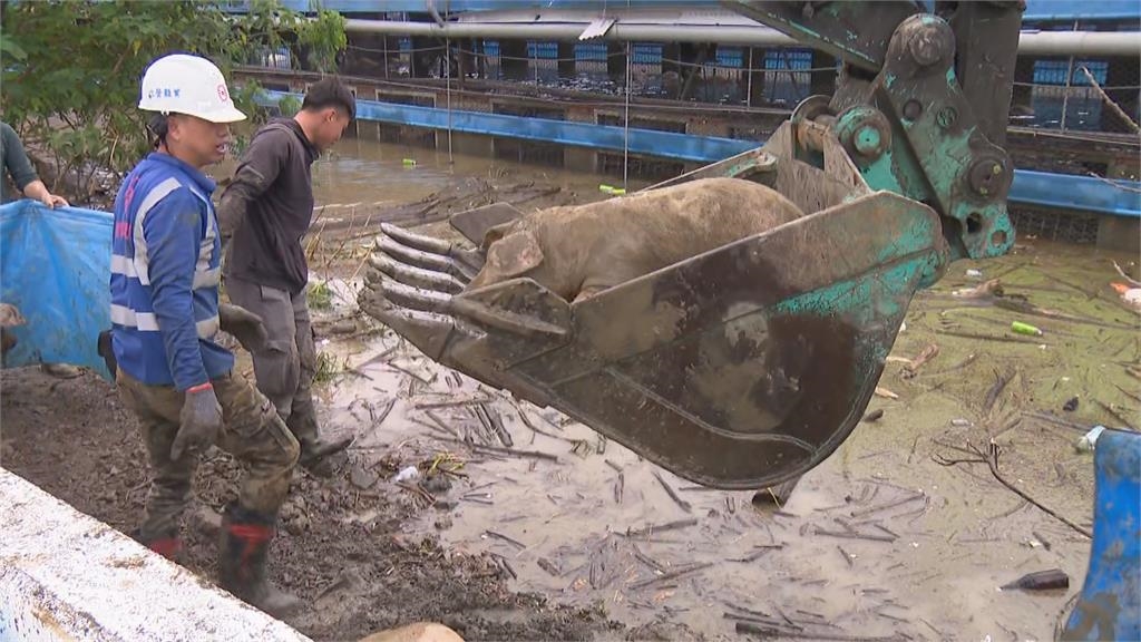 快新聞／豬豬泡水ING！嘉義朴子怪手出面搶救　損失至少上千萬