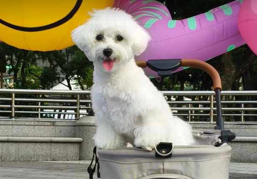 快新聞/貓狗主人注意!新北動保處出資鼓勵絕育 術後最高補助2000元