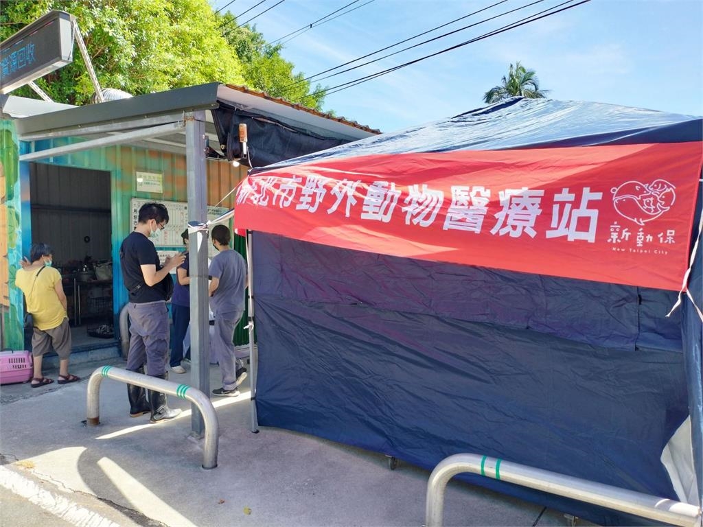 快新聞/貓狗主人注意!新北動保處出資鼓勵絕育 術後最高補助2000元