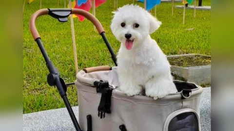 貓狗主人注意!新北動保處出資鼓勵絕育 術後最高補助2000元