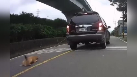 新北驚傳開車拖狗!皮磨光致骨骼外露 飼主稱「不是故意」下場曝