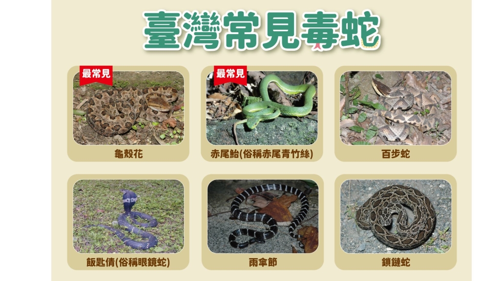 小心毒蛇!8月咬傷高峰 疾管署:「五要五不」保命原則195院所備血清 小心毒蛇!8月咬傷高峰 疾管署:「五要五不」保命原則195院所備血清