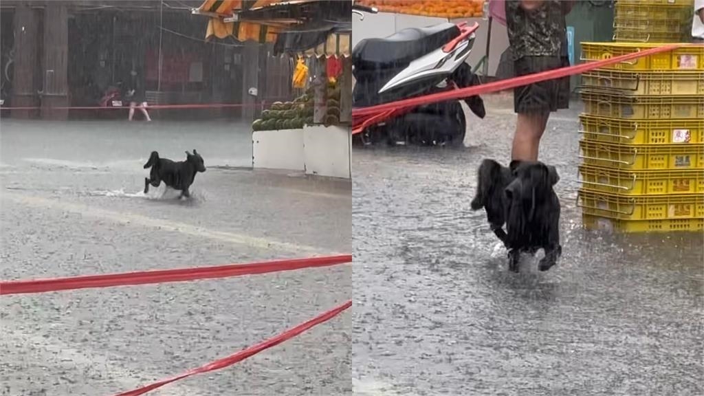 嘉義朴子炸雨彈「街道成河淹腳踝」!黑皮狗「奔跑狂歡25秒」吸百萬人朝聖 嘉義朴子炸雨彈「街道成河淹腳踝」!黑皮狗「奔跑狂歡25秒」吸百萬人朝聖