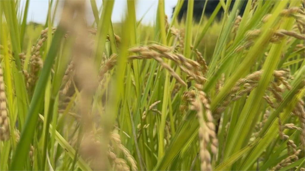 談關稅以糧食安全為原則　知情人士曝：對稻米寸步不讓