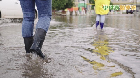 大雨積水恐釀疫情! 「這樣做」防鉤端螺旋體、類鼻疽與登革熱