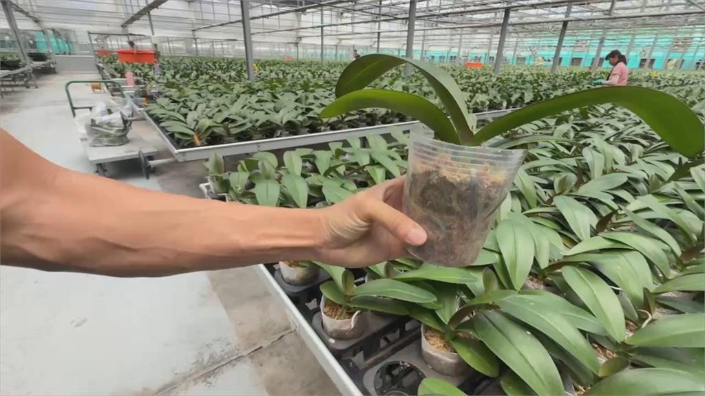 對等關稅20%衝擊蘭花業者 台灣4成蘭花輸美戰略布局大受考驗