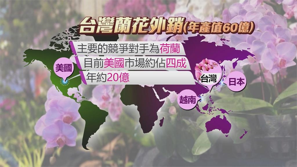 對等關稅20%衝擊蘭花業者 台灣4成蘭花輸美戰略布局大受考驗