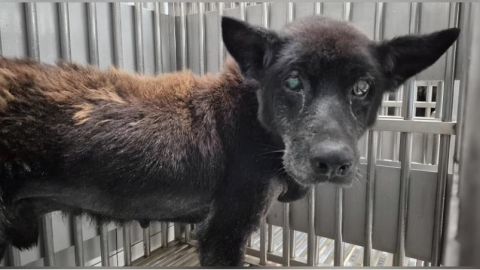 催淚!忠犬困家中孤守辭世老主人 動保處成功聯繫愛心收養者