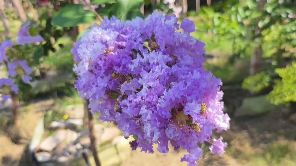 紫薇來了!苑裡紫薇花700棵輪番盛開