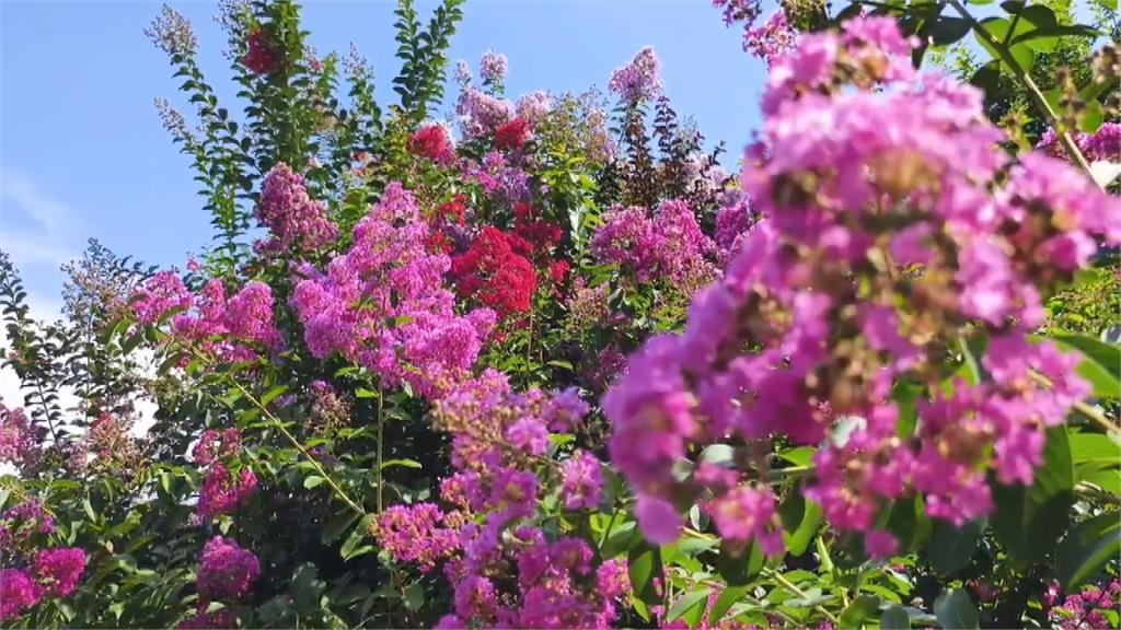 紫薇來了!苑裡紫薇花700棵輪番盛開