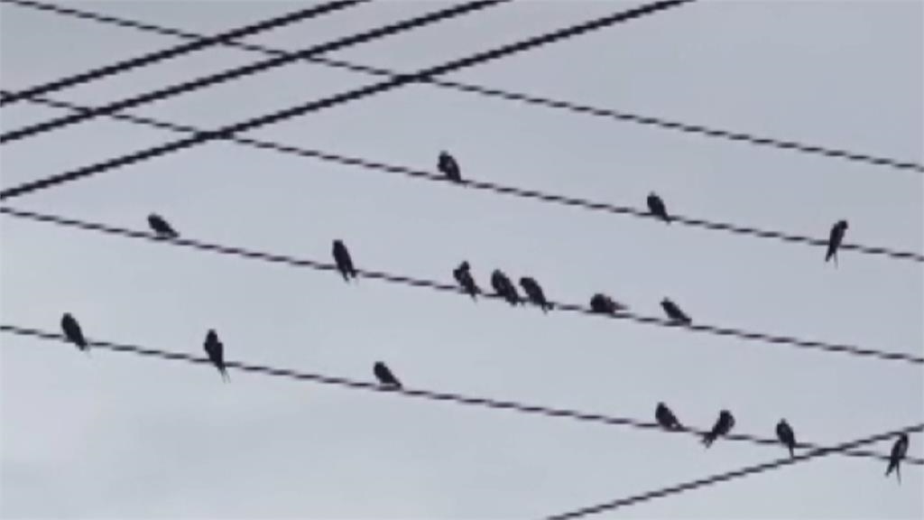 黑瞳白羽！　稀有白燕子現蹤苗縣銅鑼　　愛鳥人士提醒＂靜靜觀賞＂