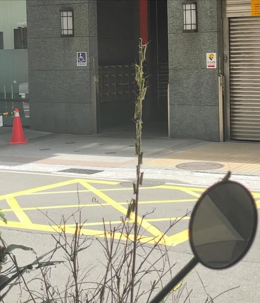 新北驚見「蚱蜢大軍」入侵捷運、公車!「密集畫面曝光」農業局說話了