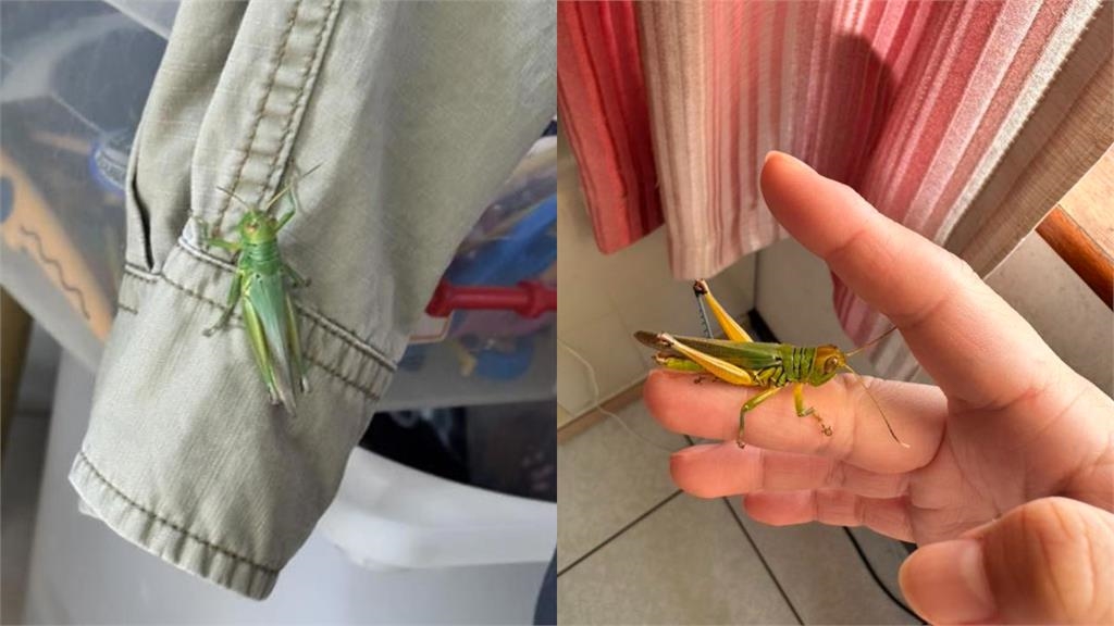 新北驚見「蚱蜢大軍」入侵捷運、公車!高樓也難擋「密集畫面曝」農業局說話了