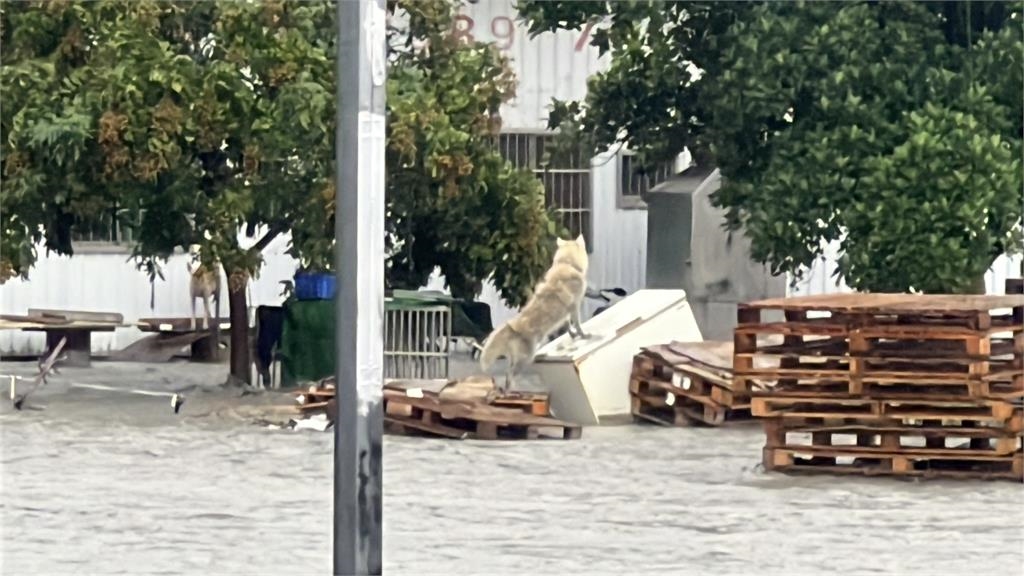 快新聞/連日豪雨釀災!台東金崙溪水位暴漲潰堤 水漫民宅畫面曝