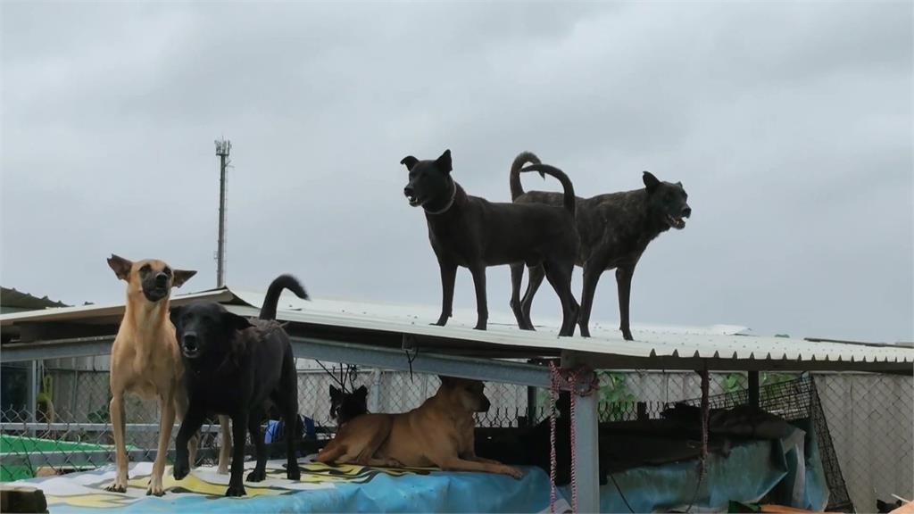 飼料、用品泡水報廢　台南黃媽媽狗園募資整理