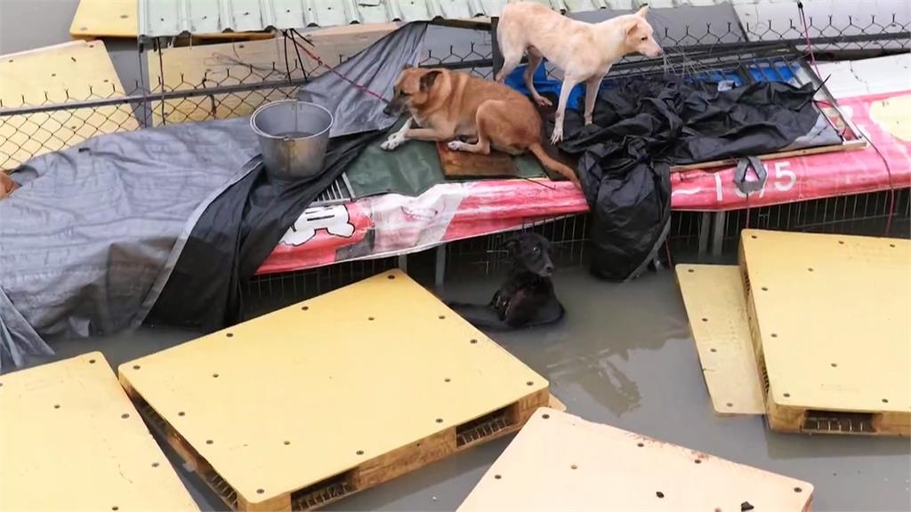 飼料、用品泡水報廢　台南黃媽媽狗園募資整理