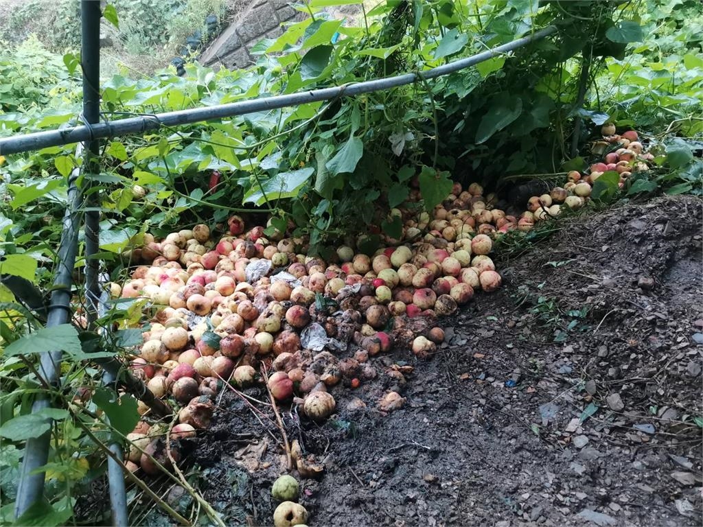 10來最慘災情！梨山水蜜桃水傷、落果　損失逾三成