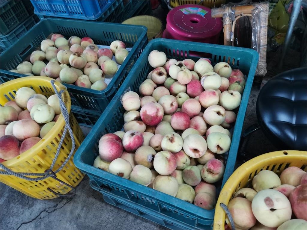 10來最慘災情！梨山水蜜桃水傷、落果　損失逾三成