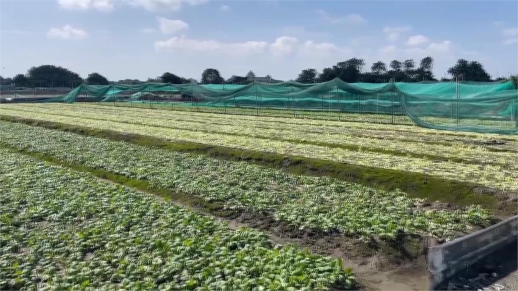 雲林「農地變水道」! 濁水溪高灘地菜園近2公頃塌陷