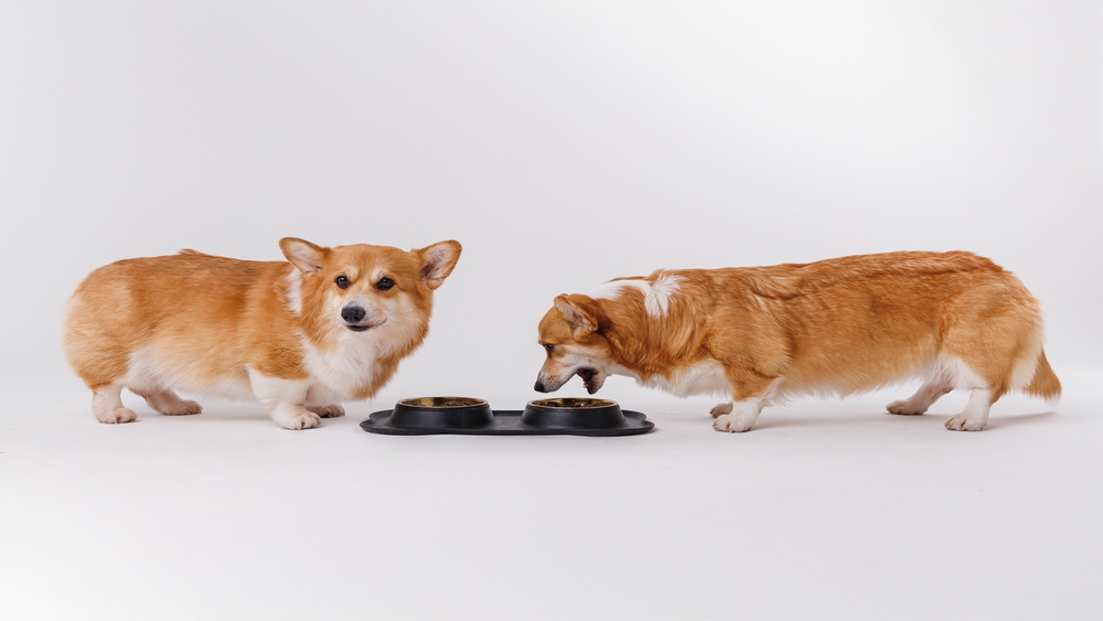 狗狗不能吃什麼？獸醫提醒12大常見禁忌食物，誤食恐引發健康風險！