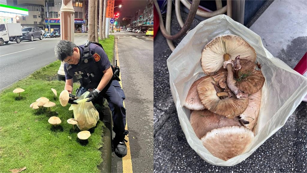 灌木叢藏「粗勇巨菇」特寫照曝光！台中人急朝聖「不到5小時」整顆全挖走