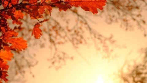 立秋到！今起半個月8大沉潛生肖將「跳級翻盤」 搶先收割 