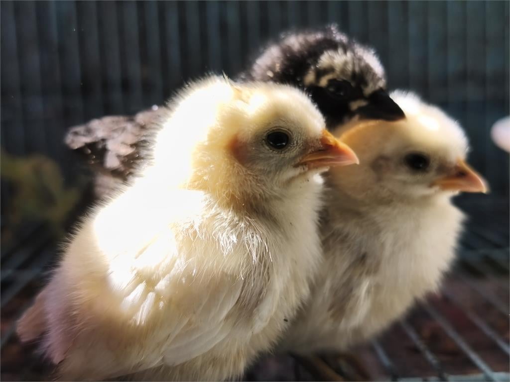 快新聞／汐止濕地驚現10隻幼雞！因獨居阿嬤過世頓失依靠　新落腳處曝光