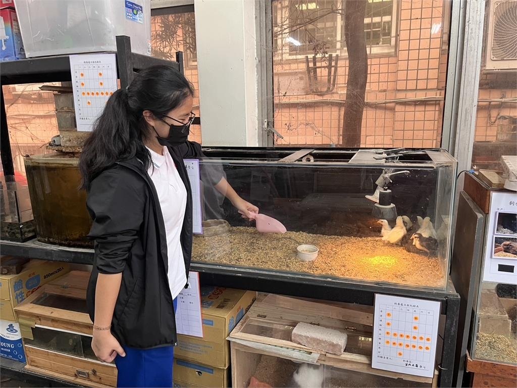 快新聞／汐止濕地驚現10隻幼雞！因獨居阿嬤過世頓失依靠　新落腳處曝光