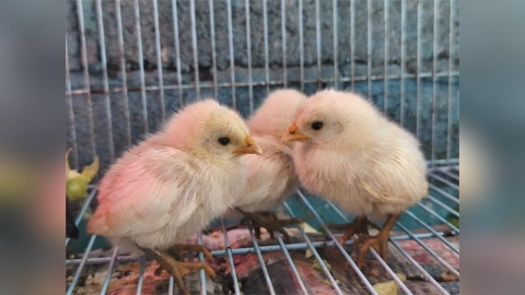 汐止濕地驚現10隻幼雞!因獨居阿嬤過世頓失依靠 新落腳處曝光