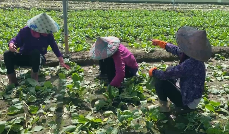 雨災無情！菜全泡爛「無菜可賣」　每公斤「平均交易價」破50元
