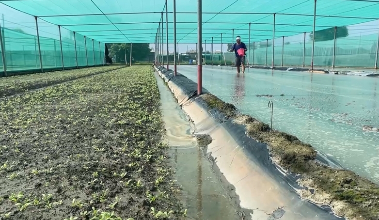 雨災無情！菜全泡爛「無菜可賣」　每公斤「平均交易價」破50元