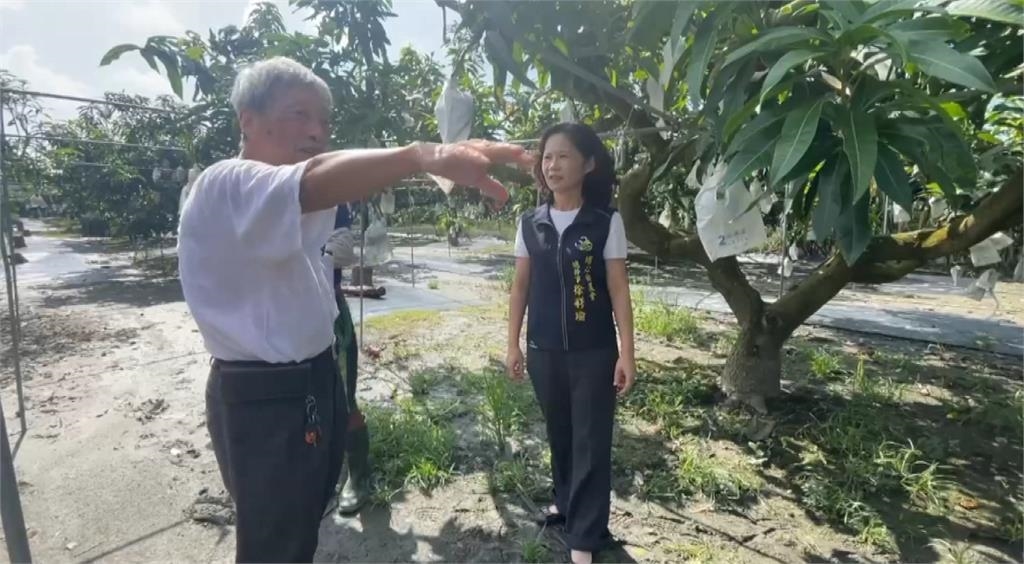 爛芒果堆小山、火龍果樹病害　果農無奈收成泡湯損失破五成