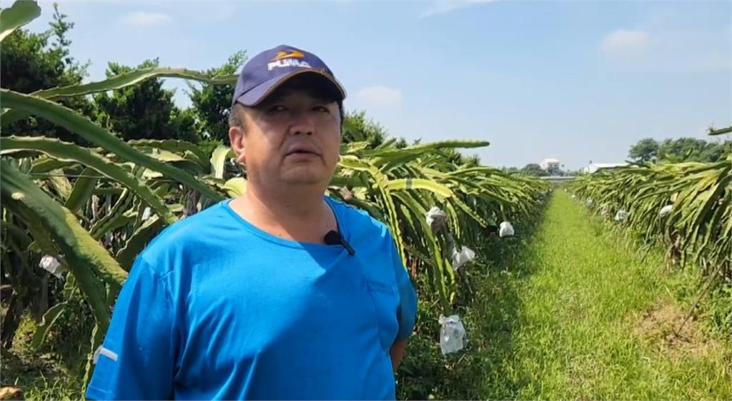 爛芒果堆小山、火龍果樹病害　果農無奈收成泡湯損失破五成