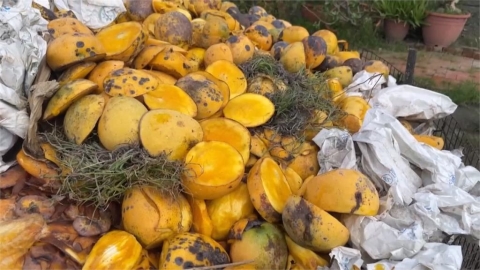 爛芒果堆小山、火龍果樹病害　果農無奈收成泡湯損失破五成