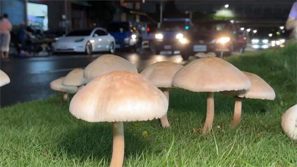 不只大王具足蟲…拉麵名店又推「高雄安全島菇菇麵」！笑喊：推廣在地食材