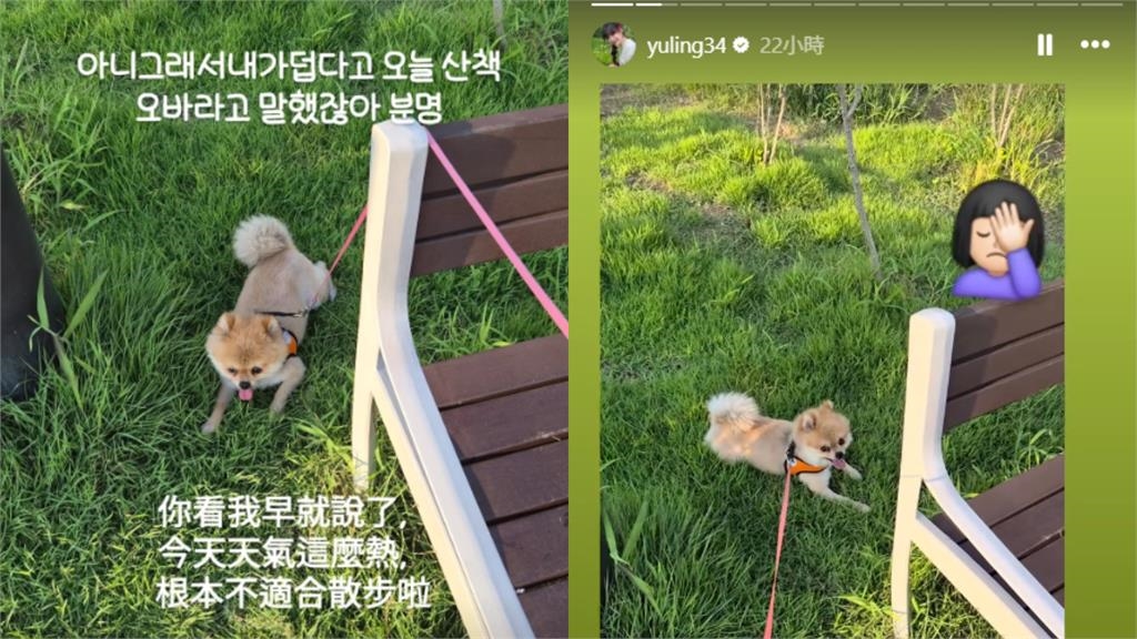 邊荷律曬遛狗日常愛犬大熱天「罷工躺平」 她無奈:我抱著4公斤傢伙在運動