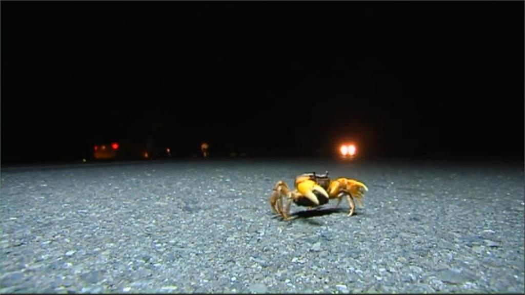 「蟹蟹」請讓路!墾丁陸蟹繁殖高峰將至 8/8起夜間交管護蟹安全