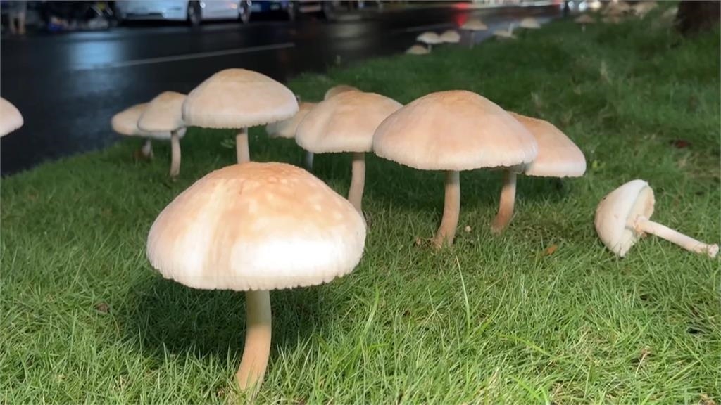 拉麵店限時兩天推「安全島拉麵」　經典復刻豪雨生菇場景