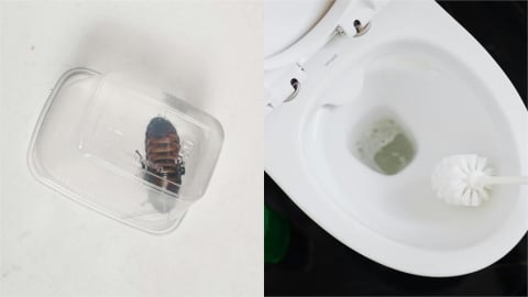 蟑螂沖馬桶「眼不見為淨」恐造成嚴重後果　日專家揭「超強3項」殺蟑技巧快學！